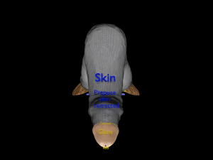 Penis complete anatomy histology layers cut section 3D Модель