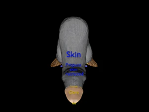 Penis complete anatomy histology layers cut section 3D Model