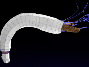 Penis complete anatomy histology layers cut section 3D Модель