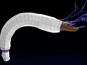 Penis complete anatomy histology layers cut section 3D Model