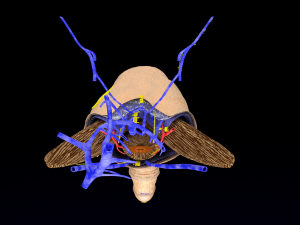 Penis complete anatomy histology layers cut section 3D Модель