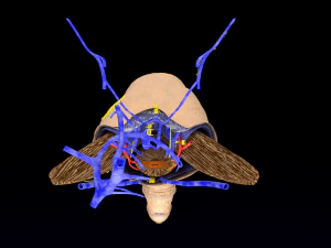 Penis complete anatomy histology layers cut section 3D Model