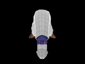 Penis complete anatomy histology layers cut section 3D Модель