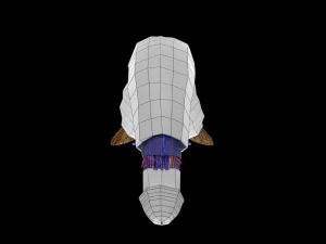 Penis complete anatomy histology layers cut section 3D Model