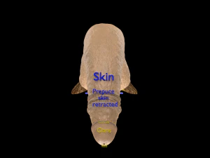 Penis complete anatomy histology layers cut section 3D Model