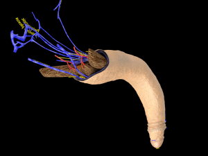 Penis complete anatomy histology layers cut section 3D Модель