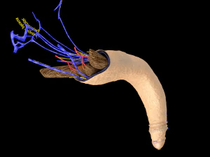 Penis complete anatomy histology layers cut section 3D Model