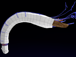 Penis complete anatomy histology layers cut section 3D Модель