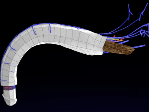 Penis complete anatomy histology layers cut section 3D Model