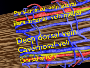 Penis complete anatomy histology layers cut section 3D Модель