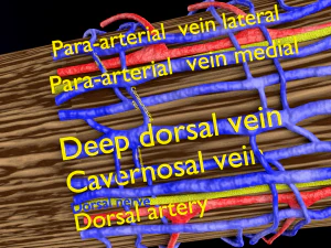 Penis complete anatomy histology layers cut section 3D Model