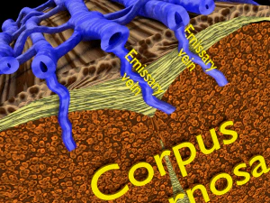 Penis complete anatomy histology layers cut section 3D Model