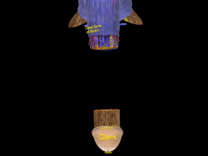 Penis complete anatomy histology layers cut section 3D Модель