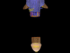 Penis complete anatomy histology layers cut section 3D Model