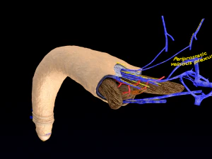 Penis complete anatomy histology layers cut section 3D Model