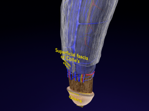 Penis complete anatomy histology layers cut section 3D Модель