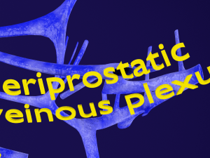 Penis complete anatomy histology layers cut section 3D Модель
