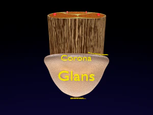 Penis complete anatomy histology layers cut section 3D Model