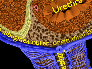 Penis complete anatomy histology layers cut section 3D Model