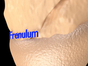 Penis complete anatomy histology layers cut section 3D Model
