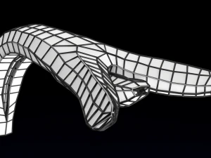 Penis complete anatomy histology layers cut section 3D Model