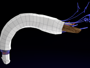 Penis complete anatomy histology layers cut section 3D Модель