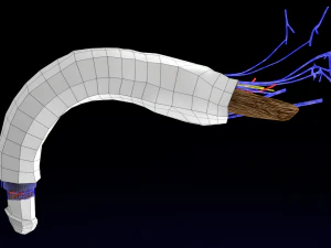 Penis complete anatomy histology layers cut section 3D Model