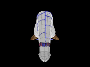 Penis complete anatomy histology layers cut section 3D Model