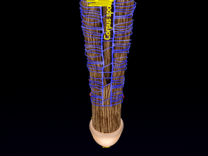 Penis complete anatomy histology layers cut section 3D Модель