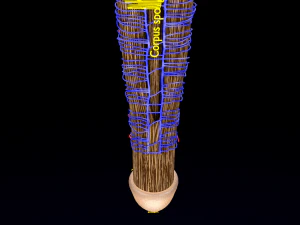 Penis complete anatomy histology layers cut section 3D Model
