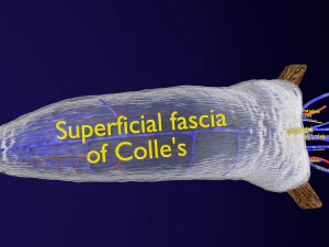 Penis complete anatomy histology layers cut section 3D Model