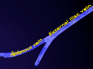 Penis complete anatomy histology layers cut section 3D Модель