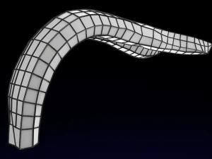 Penis complete anatomy histology layers cut section 3D Model