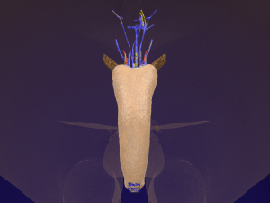 Penis complete anatomy histology layers cut section 3D Модель