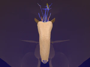 Penis complete anatomy histology layers cut section 3D Model