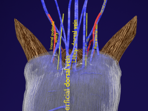 Penis complete anatomy histology layers cut section 3D Модель