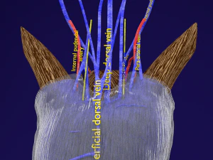 Penis complete anatomy histology layers cut section 3D Model
