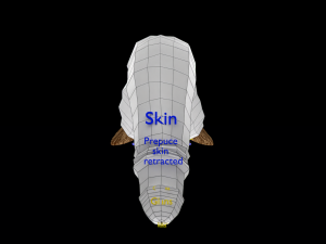Penis complete anatomy histology layers cut section 3D Модель