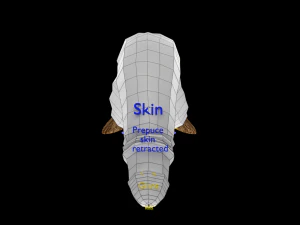 Penis complete anatomy histology layers cut section 3D Model