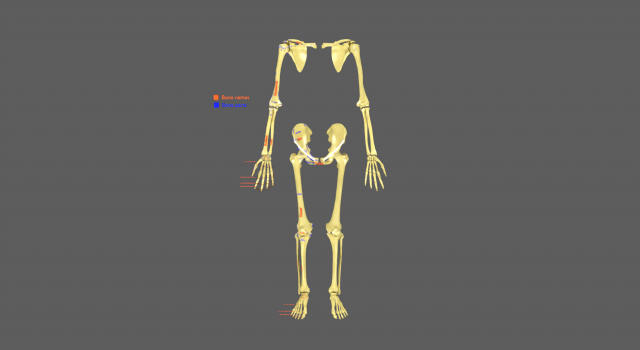 Limbs With Girdle bones name parts text labelled 3D 模型 .c4d .max .obj .3ds .fbx .stl .blend 