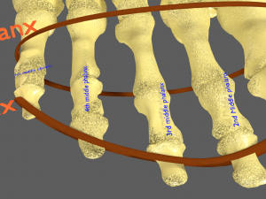 Limbs With Girdle bones name parts text labelled 3D 模型