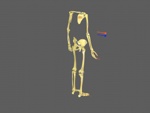 Limbs With Girdle bones name parts text labelled 3D 模型