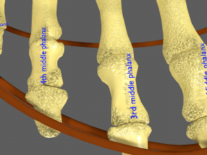 Limbs With Girdle bones name parts text labelled 3D 模型