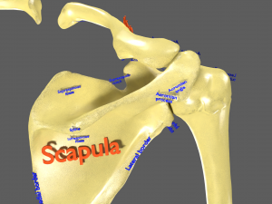 Limbs With Girdle bones name parts text labelled 3D 模型
