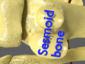 Limbs With Girdle bones name parts text labelled 3D 模型