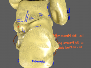 Limbs With Girdle bones name parts text labelled 3D 模型