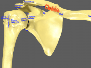 Limbs With Girdle bones name parts text labelled 3D 模型
