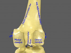 Limbs With Girdle bones name parts text labelled 3D 模型