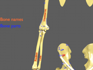 Limbs With Girdle bones name parts text labelled 3D 模型