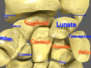 Limbs With Girdle bones name parts text labelled 3D 模型